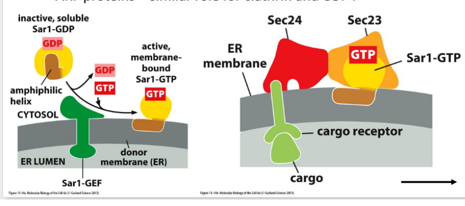 <p><strong>Definition:</strong> <br>regulate the <strong>timing</strong> and <strong>location</strong> of vesicle formation by controlling coat protein assembly.</p><p> <span data-name="small_blue_diamond" data-type="emoji">🔹</span> Key GTPases </p><ol><li><p><strong>Sar1</strong></p><ul><li><p>Initiates <strong>COPII coat assembly</strong> at the ER</p></li><li><p>Activated Sar1 inserts into the membrane and recruits Sec23/24</p></li></ul></li><li><p><strong>ARF Proteins (ADP-Ribosylation Factors)</strong></p><ul><li><p>Regulate <strong>clathrin</strong> and <strong>COPI</strong> coat formation</p></li><li><p>Activated ARF binds the membrane and recruits adaptor proteins</p></li></ul></li></ol><p> <span data-name="mag" data-type="emoji">🔍</span> Regulatory Role </p><ul><li><p><strong>Spatial Control</strong>: GTPase activation is restricted to specific membrane domains</p></li><li><p><strong>Temporal Control</strong>: GTP hydrolysis triggers coat disassembly after vesicle formation</p></li></ul><p></p>