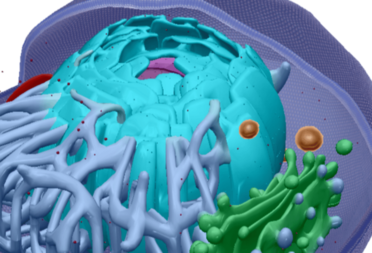 <p>protein synthesis</p>