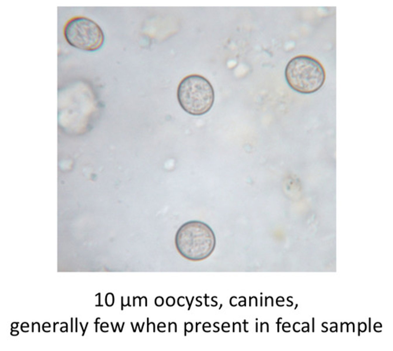 <p>ID the following parasite (dog)</p>