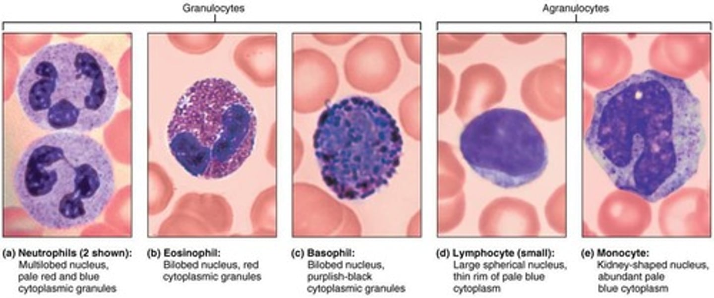 <p>immune cells (WBC)</p><p>location: brain</p><p>- enter brain through the BBB</p><p>functions: immune surveillance of the CNS, neuroinflammation</p>
