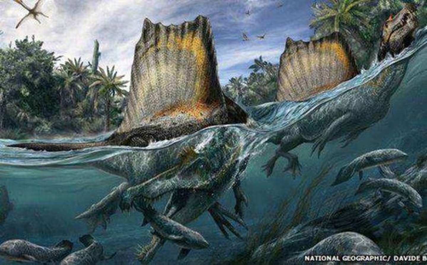 <p>flat feet for paddling, retracted nostrils, dense bones for buoyancy, and a broad tail for steering.</p>