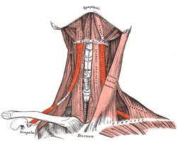 <p>scapula to hyoid bone; dog leg </p>