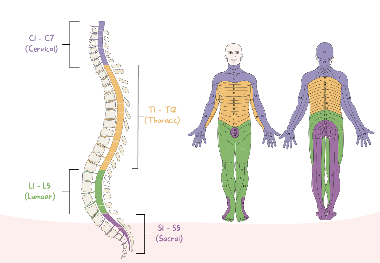 <ul><li><p><strong>Cervical</strong> (C1-C8)</p></li><li><p><strong>Thoracic</strong> (T1-T12)</p></li><li><p><strong>Lumbar</strong> (L1-L5)</p></li><li><p><strong>Sacral </strong>(S1-S5)</p></li></ul><p></p>