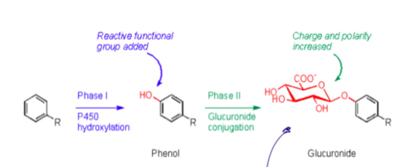 <p>GMAS</p><p>Glucuronidation</p><p>Methylation</p><p>Acetylation</p><p>Sulfate conjugation</p><p>A charged, polar group is added to make molecule even MORE soluble and easily excreted</p>