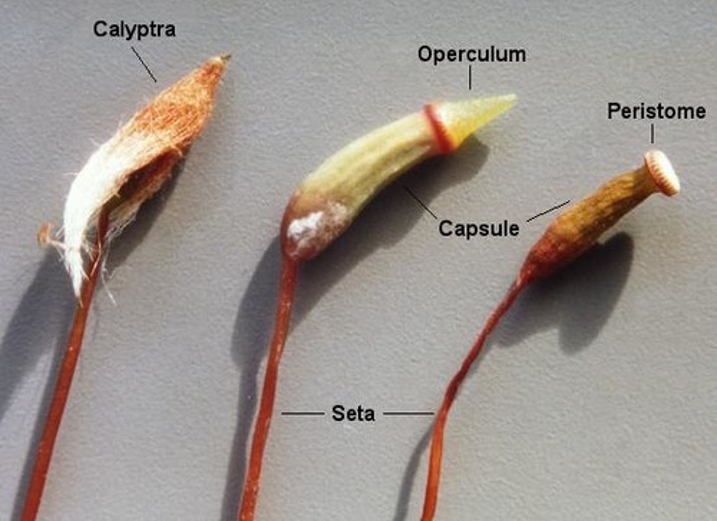 <p>haploid remnant of archegonium which forms cover over moss sporophyte</p>