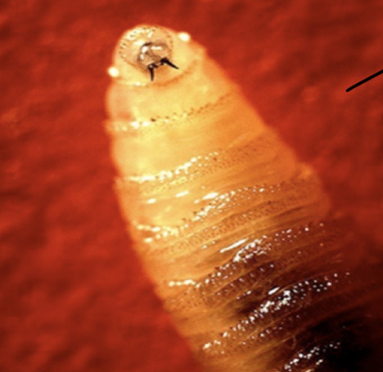 <p>Cochliomyia hominivorax</p><p>3 multiple choice options</p>