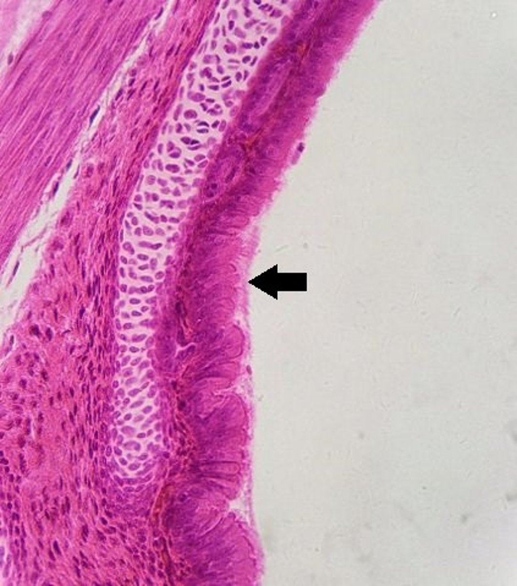 <p>Identify the tissue.</p>