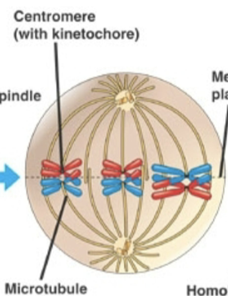 <p>the process where pairs of homologous chromosomes line up together during metaphase I of meiosis</p>