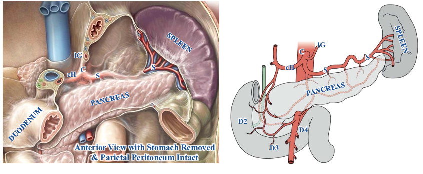 <p>-abdominal aorta and celiac trunk are primarily retroperitoneal</p><p>-celiac trunk quickly trifurcates into common hepatic, splenic, and left gastric arteries</p><p>-all of some of the common hepatic, splenic, and left gastric arteries are initially retroperitoneal</p>