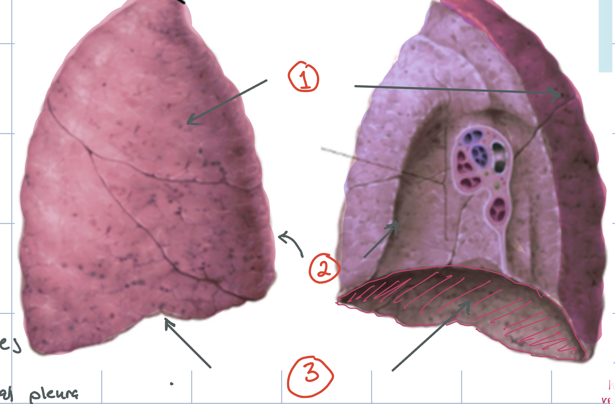 Surfaces of lungs