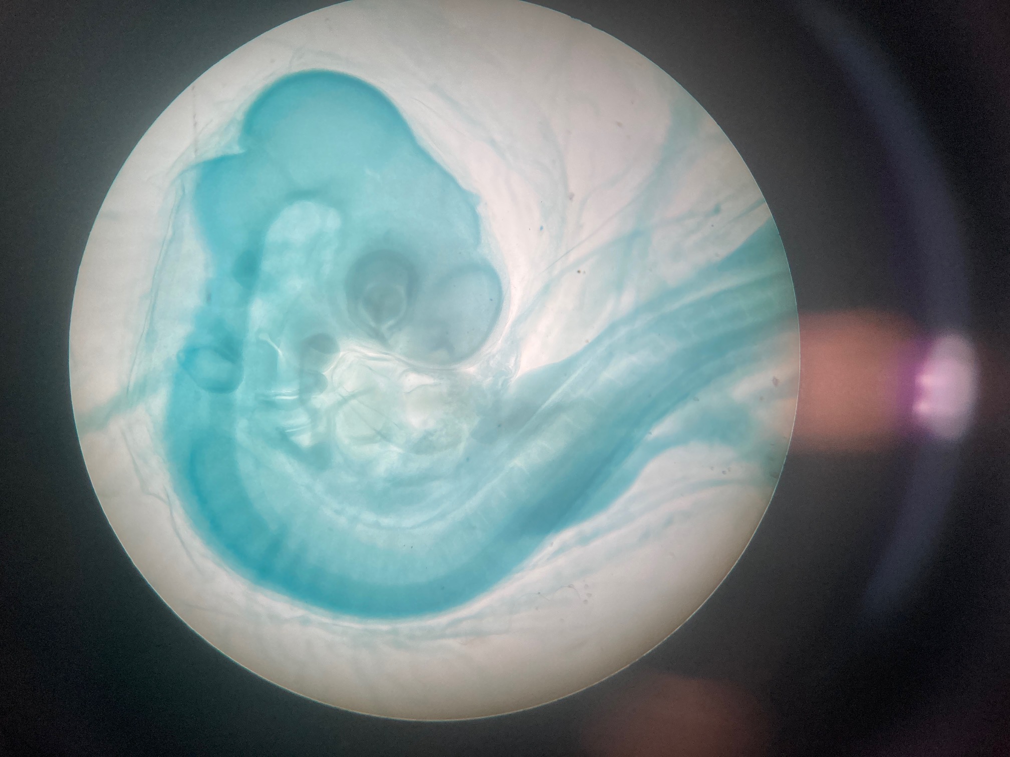 <p>Chicken embryo</p><ol><li><p><span>Epiblast cells</span></p></li><li><p><span>Hypoblast cells</span></p></li><li><p><span>Mesoderm cells</span></p></li><li><p><span>Endoderm cells</span></p></li><li><p><span>Ectoderm cells</span></p></li><li><p><span>Neural crest cells</span></p></li><li><p><span>Extraembryonic cells</span></p></li></ol>