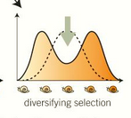 <p>both extremes are favoured</p>