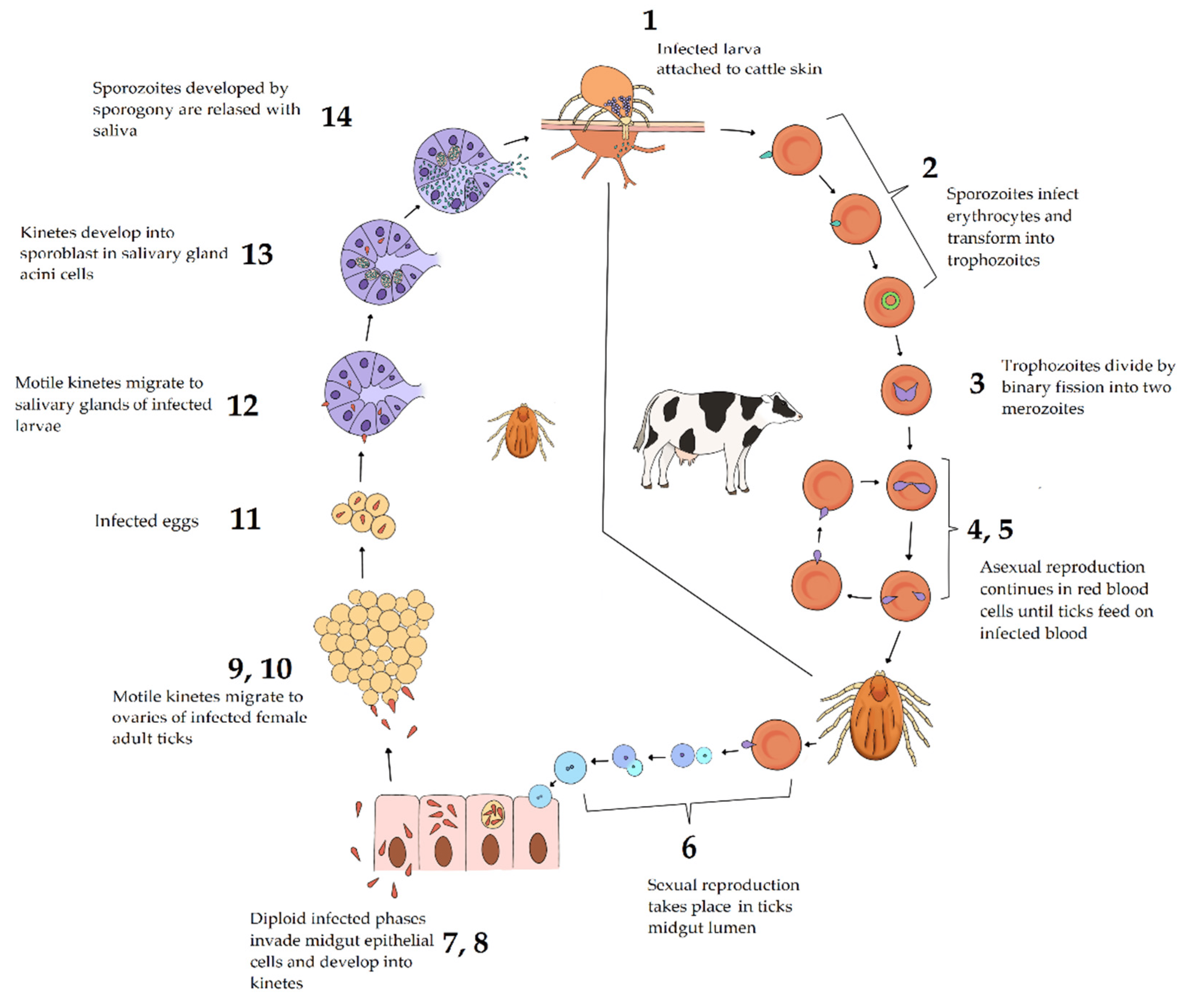 <p>Life cycle of Babesia spp. - parasite causing babesiosis in mammals, involving a tick vector for transmission.</p><ol><li><p><strong>Sexual Cycle in Tick Host</strong></p><ul><li><p><strong>tick eats gametocytes</strong> during blood meal on mammalian host.</p></li><li><p>gametocytes → <strong>male + female gametes</strong> in gut of tick.</p></li><li><p><strong>zygote</strong> develops (gamogony) → meiosis of zygote, → <strong>kinete develops </strong></p></li><li><p>2 options further: </p><ol><li><p><strong>Trans-ovarial transmission</strong>: in female tick, kinete will penetrate through ovaries and the eggs, thus when female lays eggs, larvae of tick hatch and are infected with babesia → continues in saliva. </p></li><li><p><strong>trans-stage transmission:</strong> kinete penetrating several tissues, multiplicates, then invading salivary glands → sporogony happens → sporoblast is formed → sporozoites, ready to infect next vicitim. “larva taking blood from infected dog”.</p></li></ol></li></ul></li><li><p><strong>Asexual Cycle in Mammalian Host</strong></p><ul><li><p><strong>Sporozoites</strong> invade the red blood cells (RBCs) of host, when tick takes a blood meal. </p></li><li><p>Sporozoites develop into trophozoites.</p></li><li><p><strong>Trophozoites divide by binary fission, producing merozoites.</strong></p></li><li><p><strong>Merozoites proliferate</strong> into new trophozoites and new merozoites.</p></li><li><p>Certain merozoites differentiate into male and female gametocytes within the RBCs.</p></li><li><p>Gametocytes are acquired by ticks during their feeding process.</p></li></ul></li></ol><p></p>