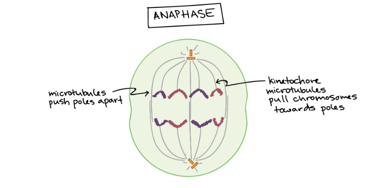 <p>Anaphase</p>