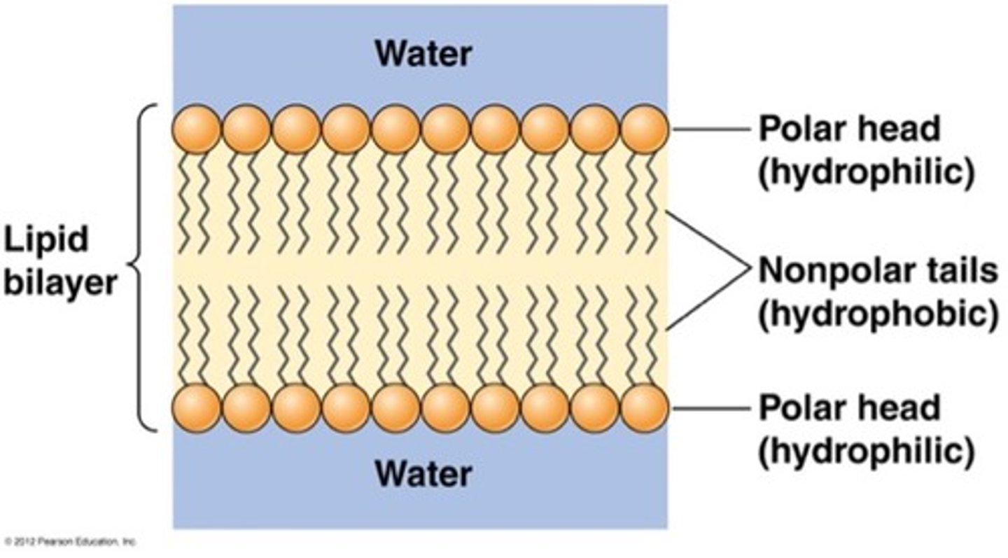 <p>* Molecules that have both hydrophilic (water-loving) and hydrophobic (water-fearing) parts.</p><p>* The head is hydrophilic (attracted to water).</p><p>* The tails are hydrophobic (repel water).</p><p>* Bilayer: Self-assembled double layer → forms cell membranes</p><p>* Fluidity: Membrane is flexible; affected by tail type, cholesterol, and temperature</p>