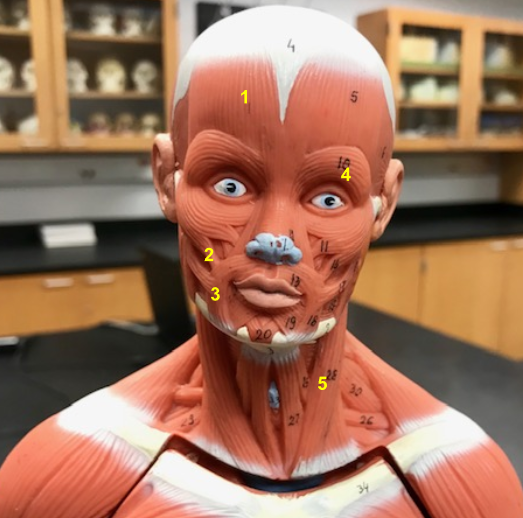 <p>What is the muscle indicated by the yellow 5? Origin? Insert? Function?</p>