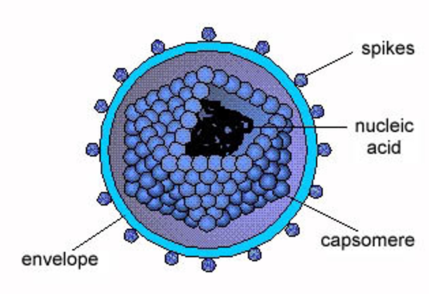 <p>- enveloped viruses: virion HAS envelope</p><p>- nonenveloped viruses: virion LACKS envelope</p>