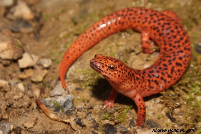 <p>Caudata : Plethodontidae : Spelerpinae</p>