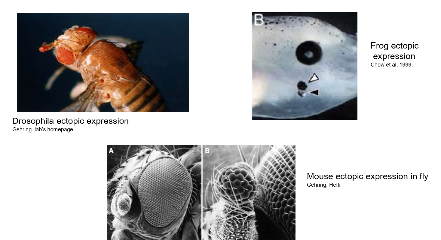 <p>Extra eye tissue growing in other places</p>