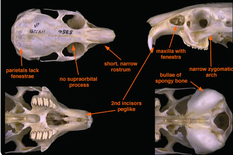 <p>what species?</p>