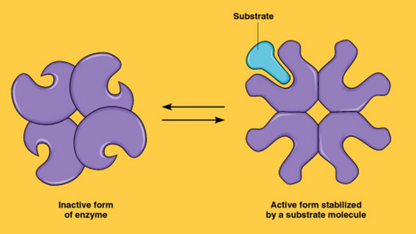 <p>A kind of allosteric regulation whereby a shape change in one subunit of a protein caused by substrate binding is transmitted to all the other subunits, facilitating binding of additional substrate molecules to those subunits.</p>