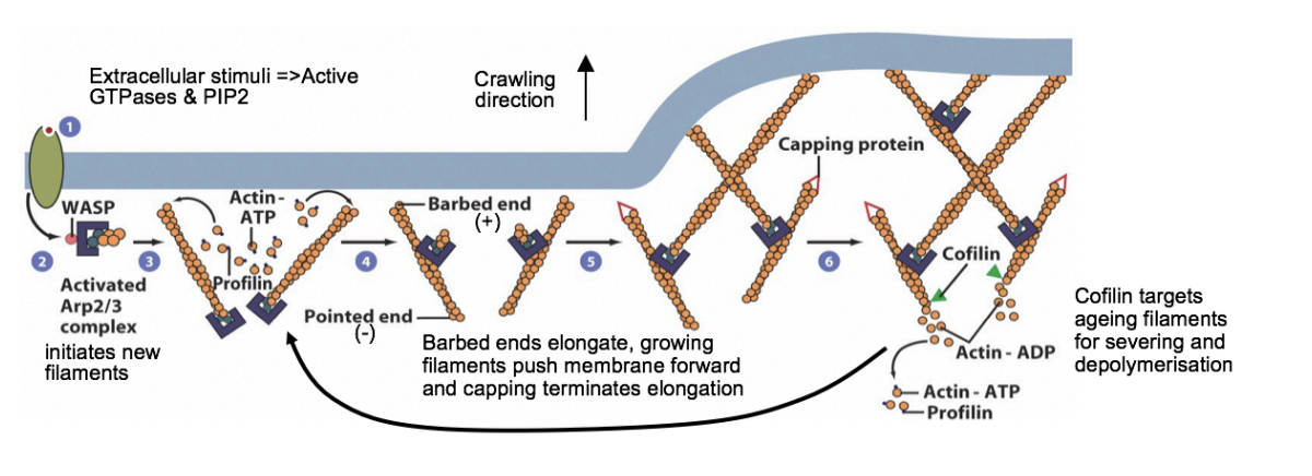 <p>MODEL: What happens when stimulants bind to the plasma membrnae</p>
