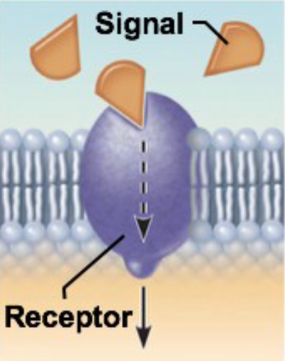 <ul><li><p>Steps:</p><ol><li><p>bind to some type of chemical messenger (ex.: hormone)</p></li><li><p>when bind the proteins changes shape</p></li><li><p>change of shape will lead to chain of events inside cell</p></li></ol></li></ul><ul><li><p>can relay messages to cell interior when protein is bound to/exposed to certain chemical messengers</p></li><li><p>varying specificity</p><ul><li><p>some only bind to one to of message</p></li><li><p>other bind to multiple types</p></li><li><p>some need multiple types to be bound to change shape</p></li></ul></li><li><p>not always stimulatory, some slow down or stop activity</p></li></ul><p></p>