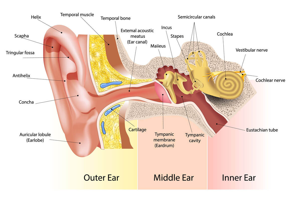 <p>Auditory nerve</p>