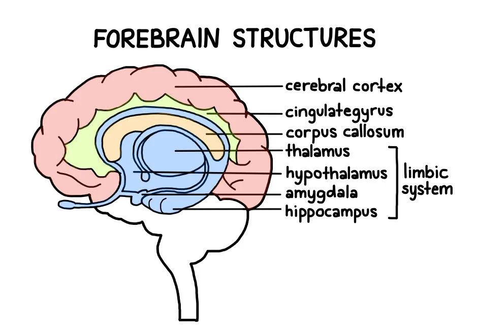 <p>largest part of the brain, responsible for higher cognitive functions. </p><p>includes structures </p><ul><li><p><strong>cerebrum</strong>: sensory processing, reasoning</p></li><li><p><strong>Thalamus</strong>: sensory information</p></li><li><p><strong>Hypothalamus</strong>: homeostasis, temperature, hunger, and thirst</p></li><li><p><strong>Limbic System</strong>: emotions and memory</p></li></ul><ul><li><p>disproportionally large</p></li><li><p>damage considers so much of the brain so anything from issues with decision making or spatial awareness or vision problems to sensory issues to hunger control to motor issues to memory to processing emotion problems</p></li></ul><p></p>