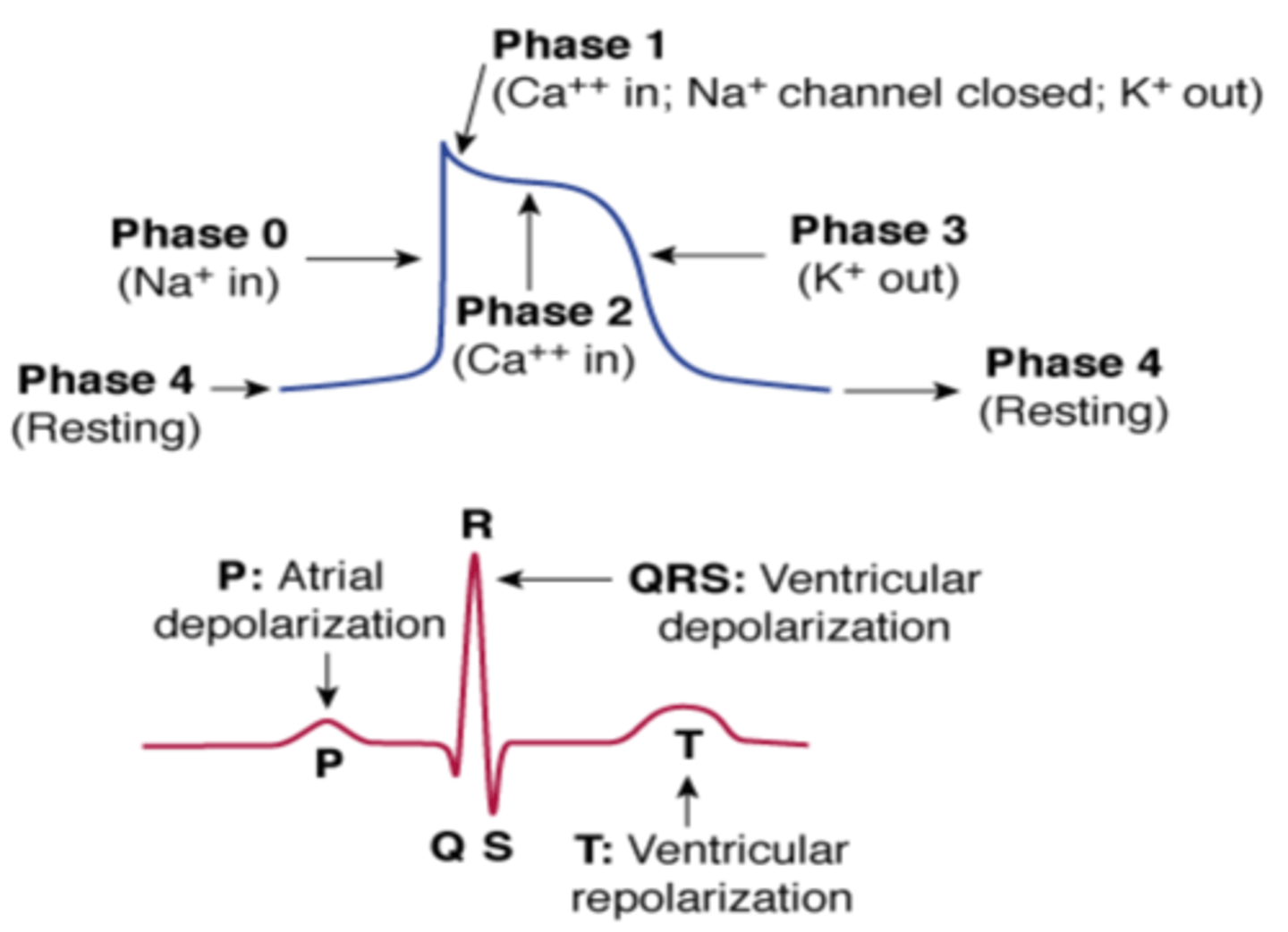 <p>- Ventricular depolarization</p><p>- Also atrial repolarization</p>