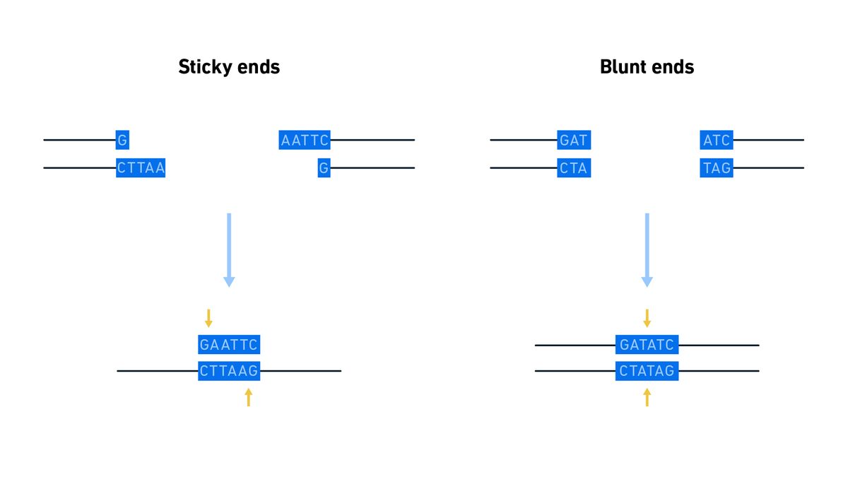 <p>Sticky Ends</p>