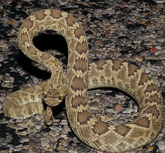 <p>Washington Co. • 100-130cm TL • Large scales between supraoculars • Light postocular stripe continues past mouth • Contrasting dark and white/gray bands at tail • Tongue purple at base</p>