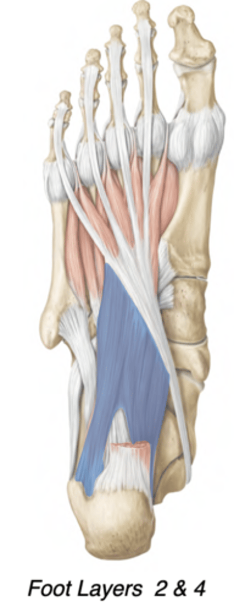 <p>Central compartment</p><p>-Lateral plantar nerve </p><p>-Redirects pull of flexor digitorum longus</p><p>-prox: Calcaneus (tuberosity)</p><p>-distal: Tendon of flexor digitorum</p><p>longus</p>