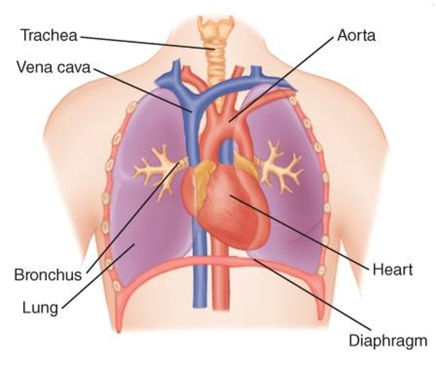 <p>Space containing heart, vessels, esophagus, trachea, bronchi.</p>