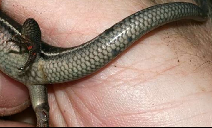 <p>14-21.6cm</p><p>Range from black with gold to bronze with red heads or uniform bronze</p><p>Five lines running down the body, stopping ~1/3rd of the way down the tail (faded to entirely absent in adult males)</p><p>Hatchlings, juveniles, and adult females have bright blue tails (may be faded in adults)</p><p><strong>Tail scales are uniform in size</strong></p>