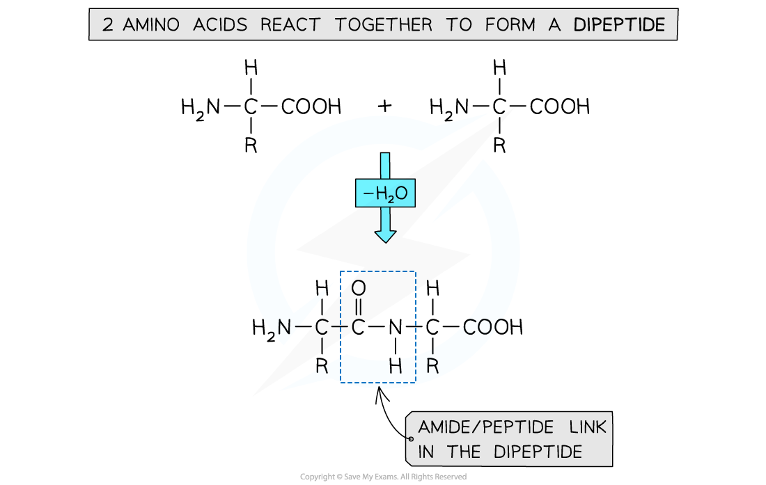 <p><span>polymerising 2 amino acids together</span></p><p><span>amine group (-NH</span><sub>2</sub><span>) and acid group (-COOH) of each amino acid is used to polymerise with another amino acid</span></p>