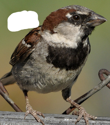 <p>What Bird is this? and gender</p>