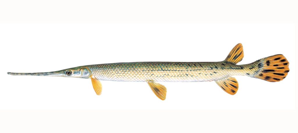 <p>Longnose Gar; long, narrow snout armed with needle-like teeth; ganoid scales.</p>