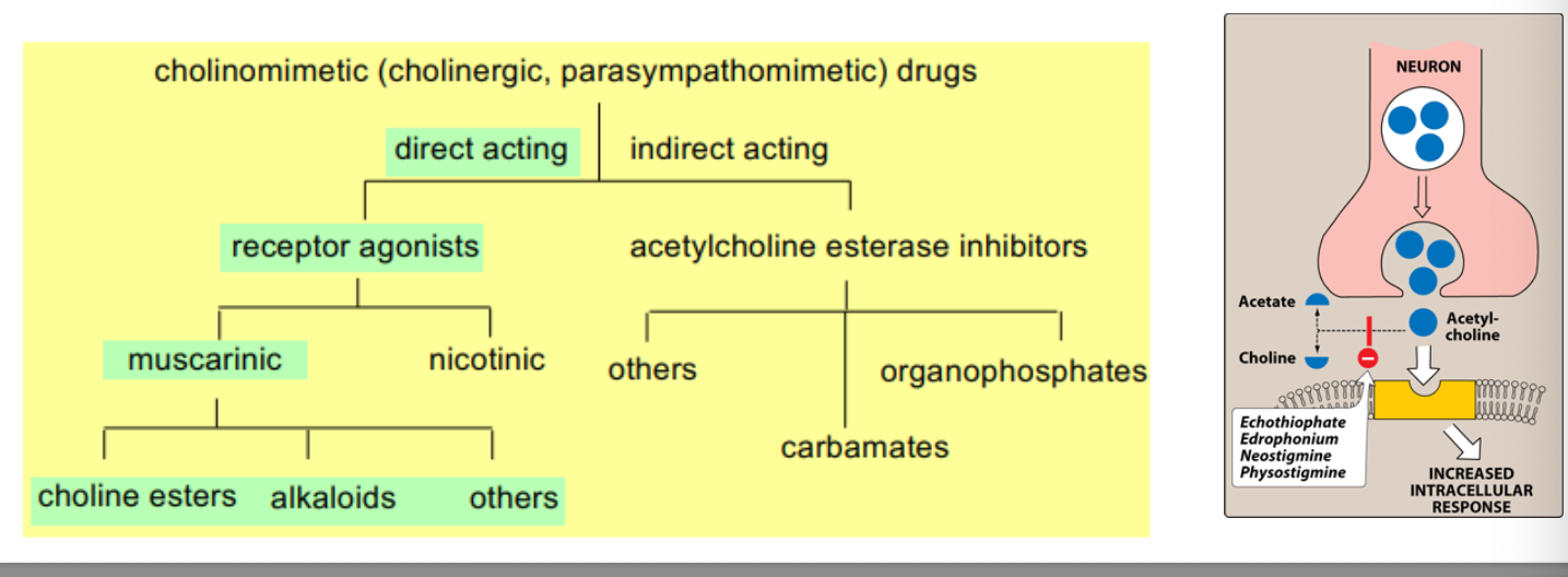 <ul><li><p><strong>parasympathomimetic drug</strong> also called <strong>cholinomimetic drug</strong> or <strong>cholinergic receptor stimulating agent</strong> is a substance that <strong>stimulates</strong> the parasympathetic nervous system</p></li><li><p>common uses of parasympathomimetic include glaucoma and underactive bladder</p></li><li><p>muscarinic or nicotinic agonists and acetylcholine esterase inhibits produce similar biological effects</p></li></ul><p></p>