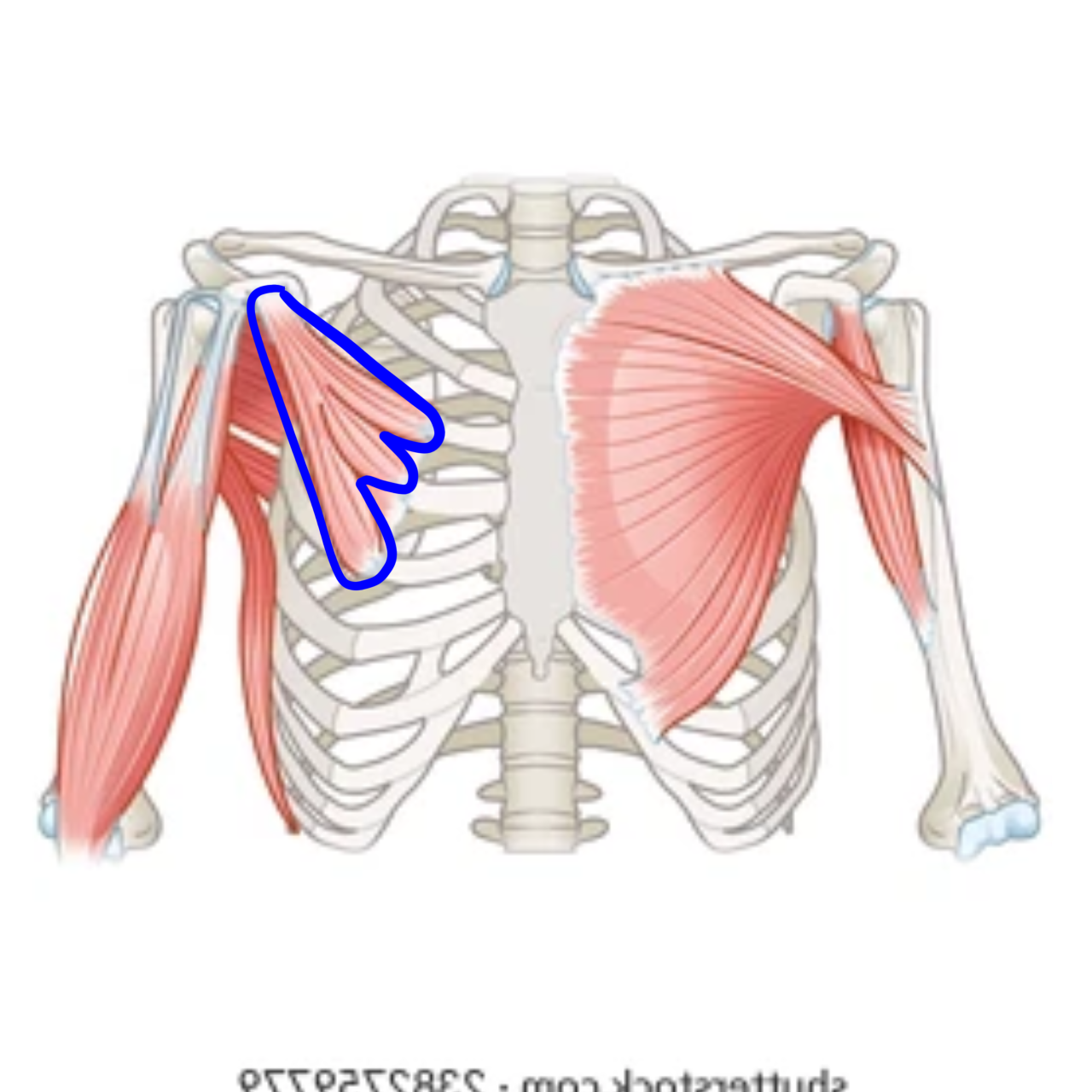 knowt flashcard image