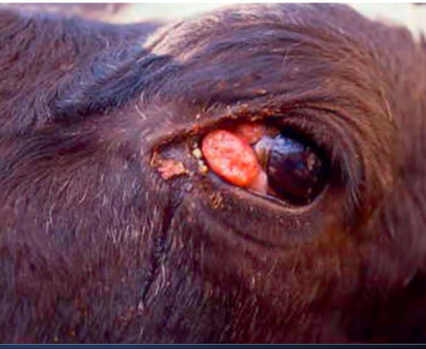 <p>Which type of neoplasia is most common in herefords?</p>