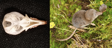 <p>masked shrew</p>