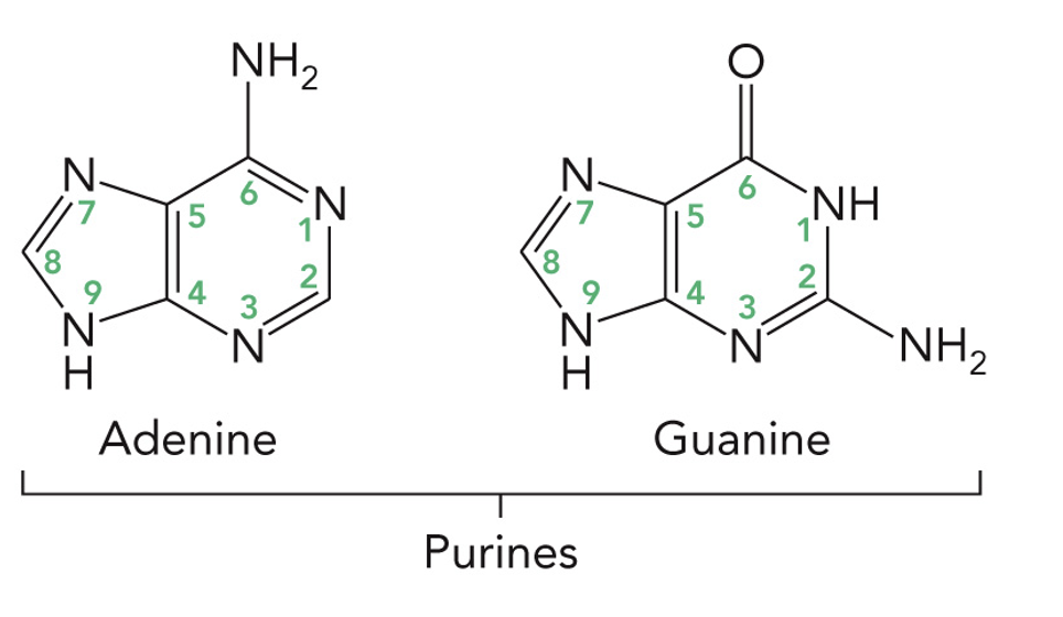 <p>Adenine and Guanine</p>