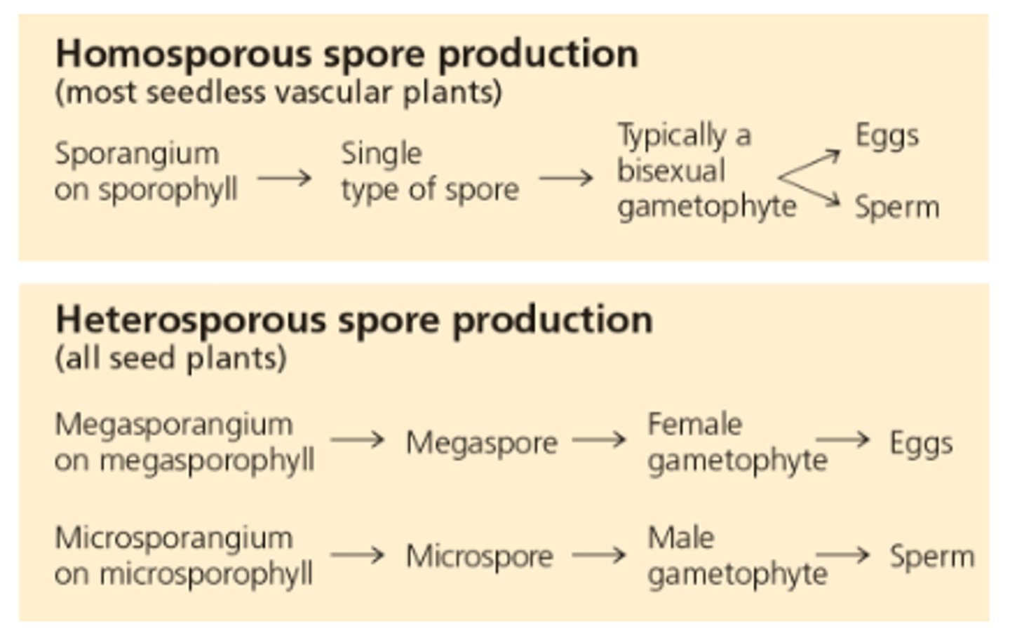 <p>producing one type of spore that develops into a bisexual plant</p>