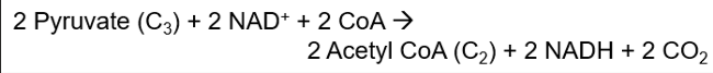 <ol><li><p>Oxidizes pyruvate —&gt; Acetyl CoA</p></li><li><p>Reduce 2NADH to NADH</p></li><li><p>2CO<sub>2</sub> exit</p></li><li><p>Left with 2 carbons</p></li></ol><p></p>