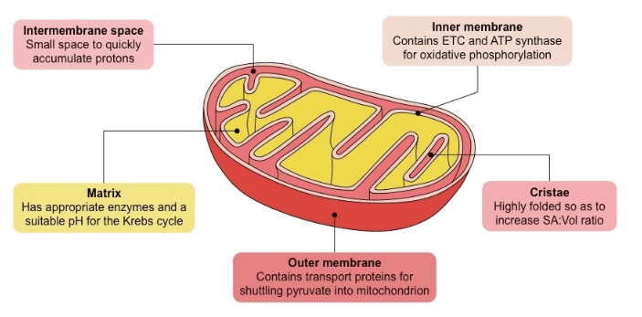 <p><strong>Inner membrane folds</strong> → ATP synthesizing proteins</p><p><strong>cristae </strong>→ folds → more places for reaction → more usable energy</p><p><strong>matrix</strong> → suitable pH for Kreb’s cycle</p>