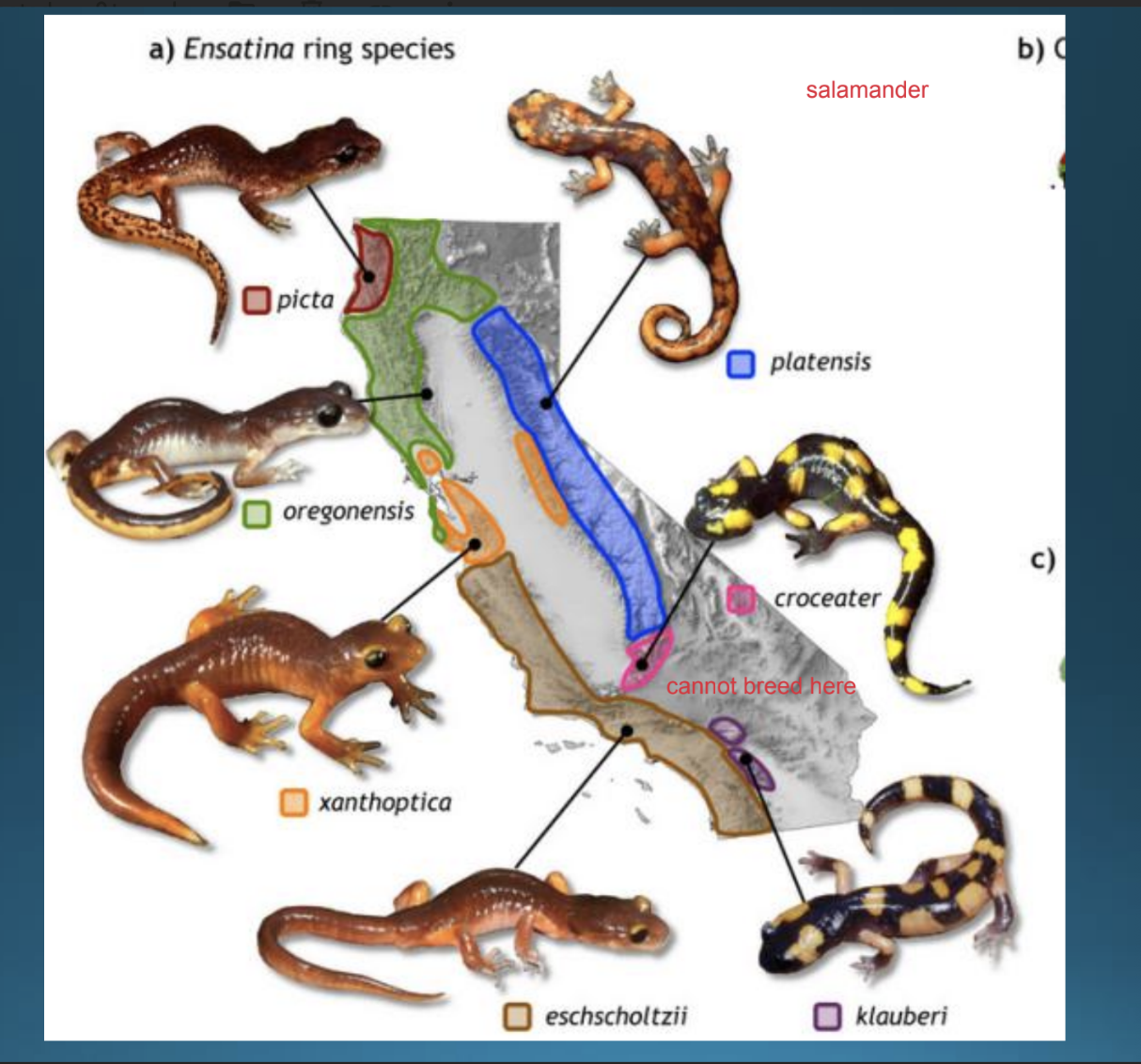 <p>Parapatric speciation / ring species</p>