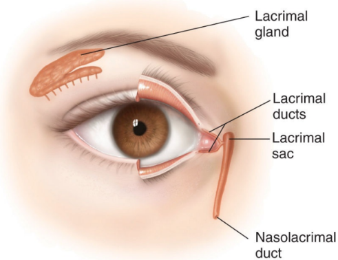 <p>ducts that carry tears from the lacrimal glands to the nose</p>