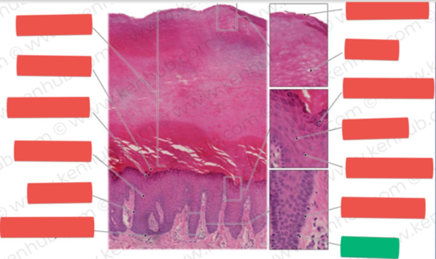 knowt flashcard image