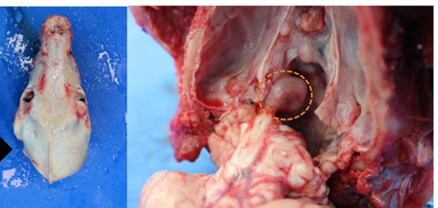 <p>Identify the pathology:</p>